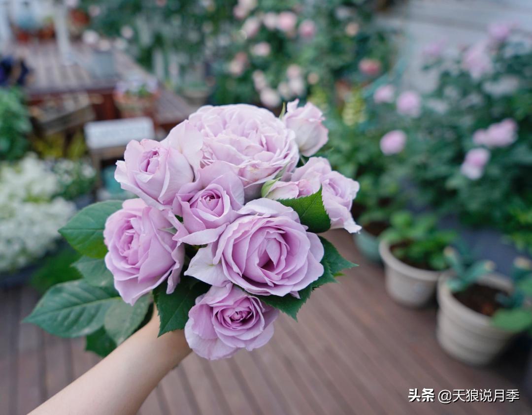 如何打造四季开花的花园,如何打造四季都有花的花园