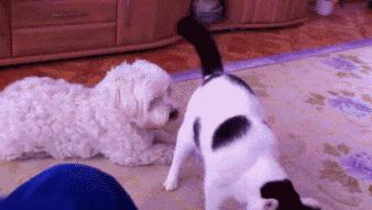 猫一天放了好几个臭屁,猫咪放的屁巨臭怎么回事