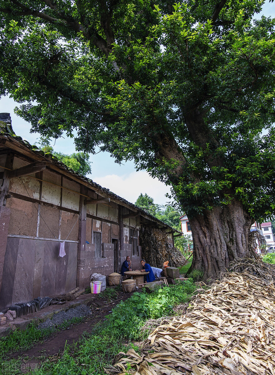 但能苍鬓留清节，那有青衫不白头,七言律诗精选
