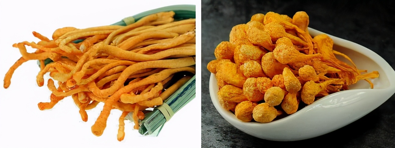 臻选虫草花蛹虫草,蛹虫草和虫草花是一样吗