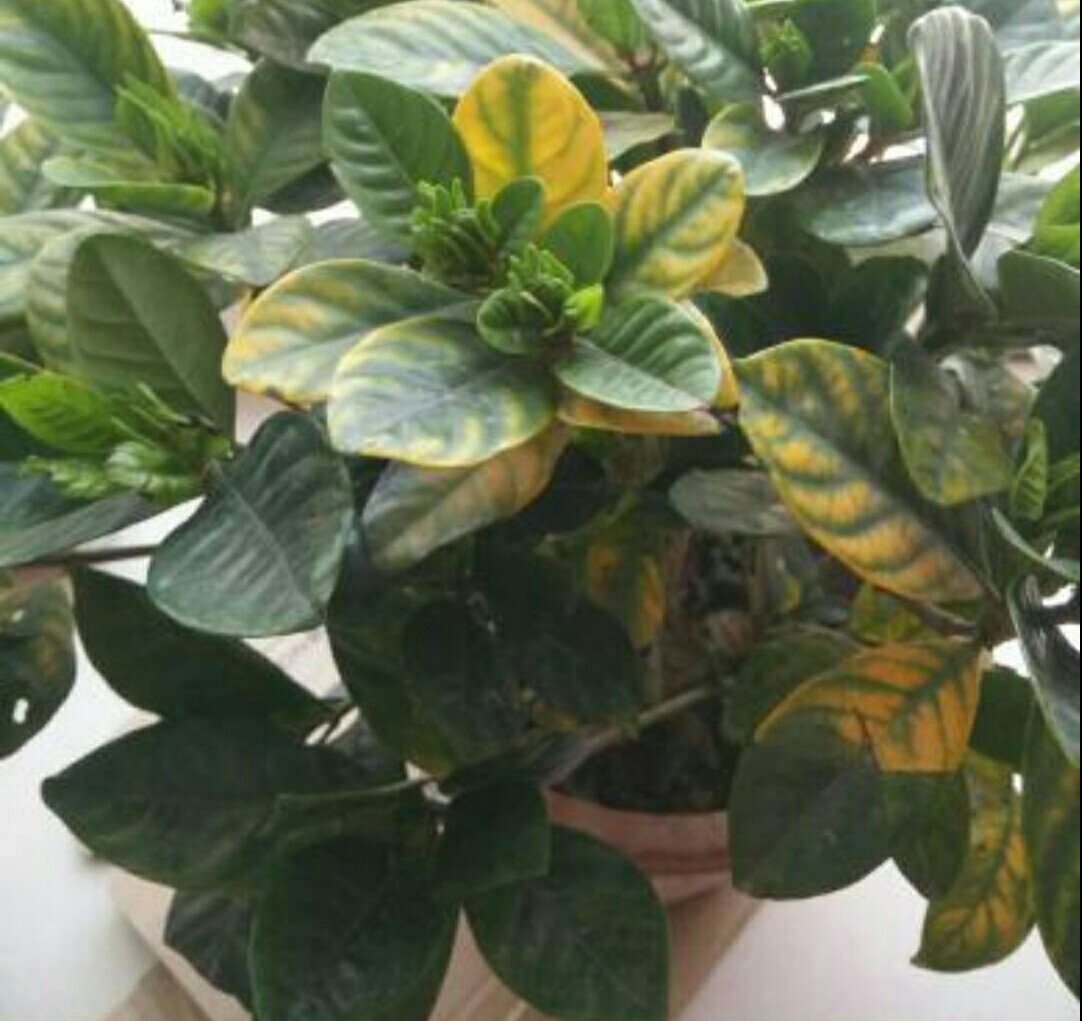 土养栀子花黄叶的原因及处理方法,栀子花黄叶怎么养新手必看科普