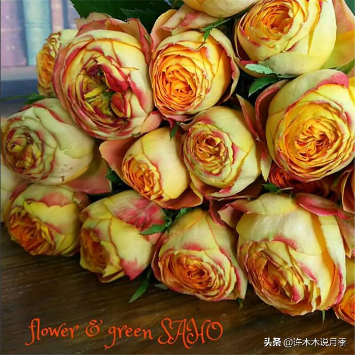 网购月季应该怎么种植？月季移栽后出现黄叶、枯萎是什么原因呢？