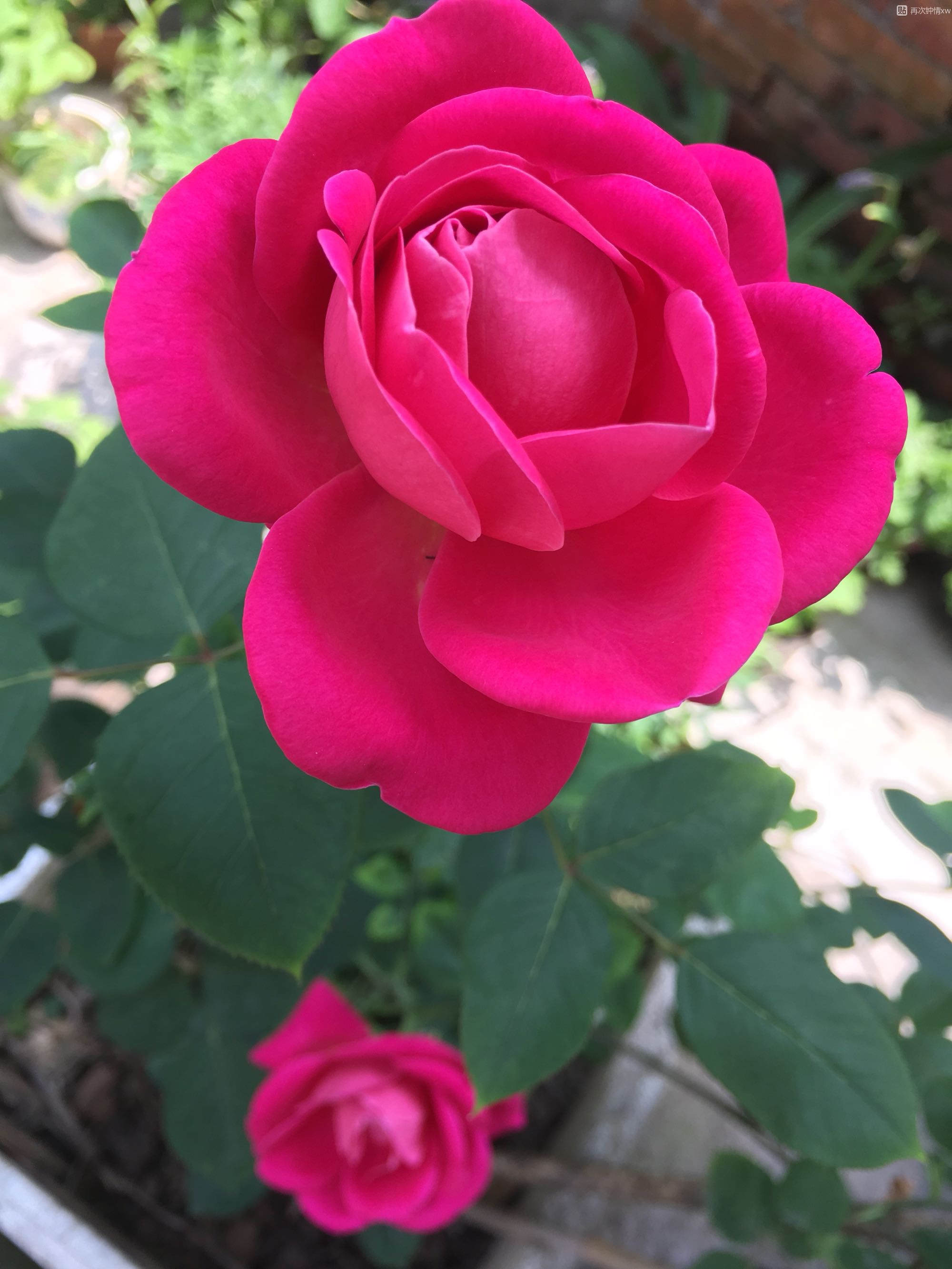 月季花十大经典品种分享,十大公认最香的四季月季