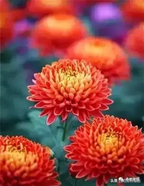 正月初九寓意的吉祥话,正月初九美好的祝福送给有缘的人