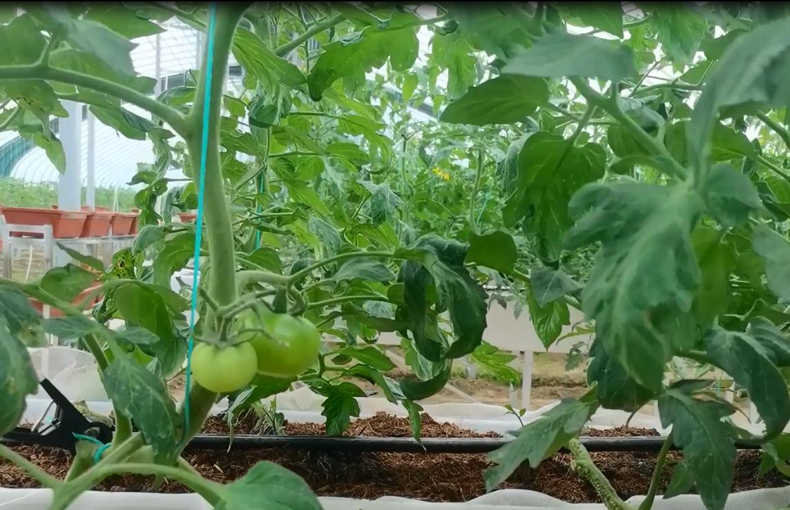 无土栽培植物根系和冠层调控技术,无土栽培蔬菜种植方法