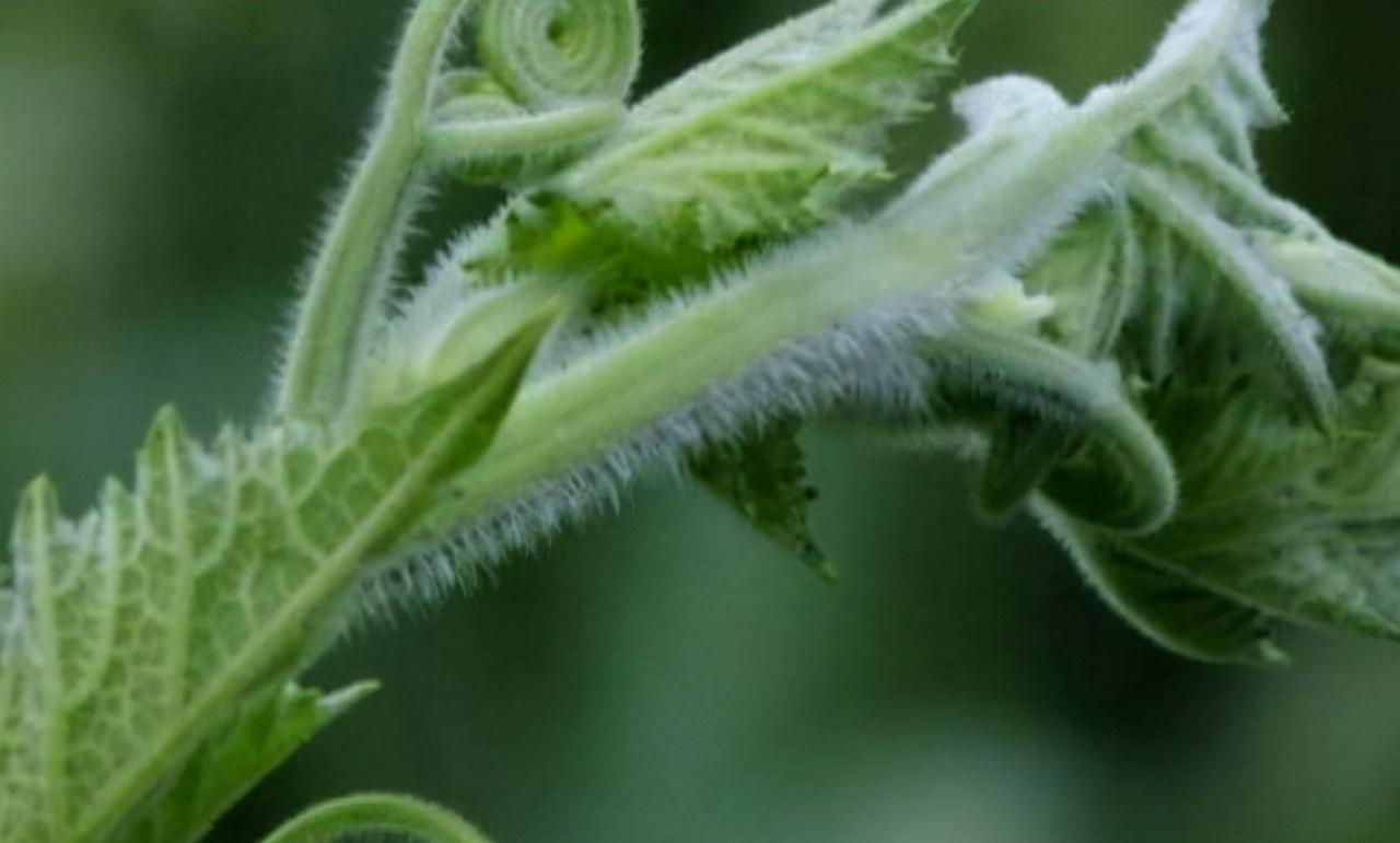 长期吃野南瓜藤的危害,长期吃南瓜藤对身体有危害吗