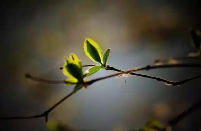 造型极美的盆景一起来欣赏,一组风吹出来的盆景欣赏动感十足