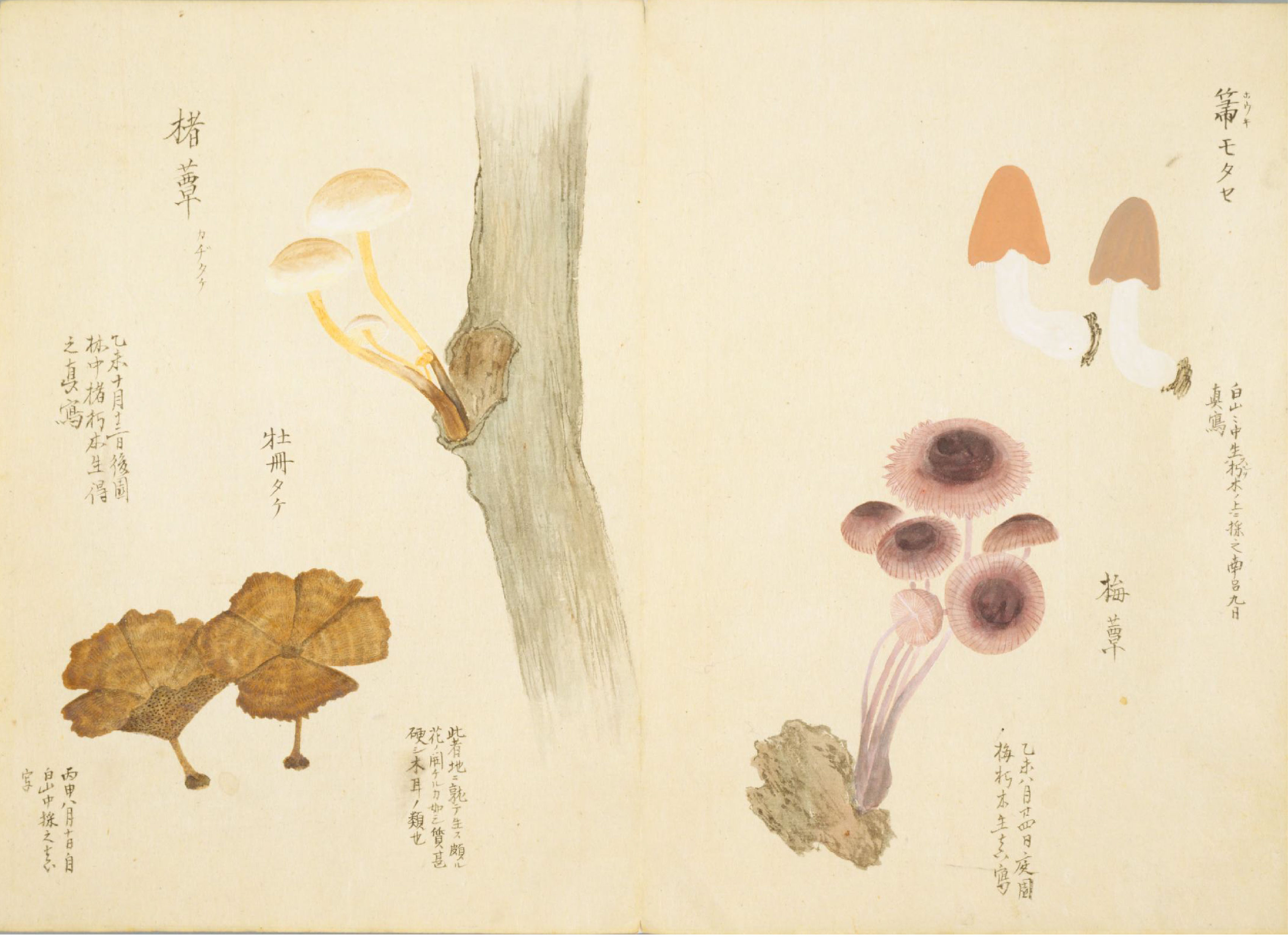 各种多彩菌图片大全,意式野菌图片大全