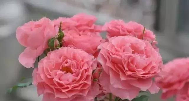 100种玫瑰品种图鉴大全,100种玫瑰品种图解