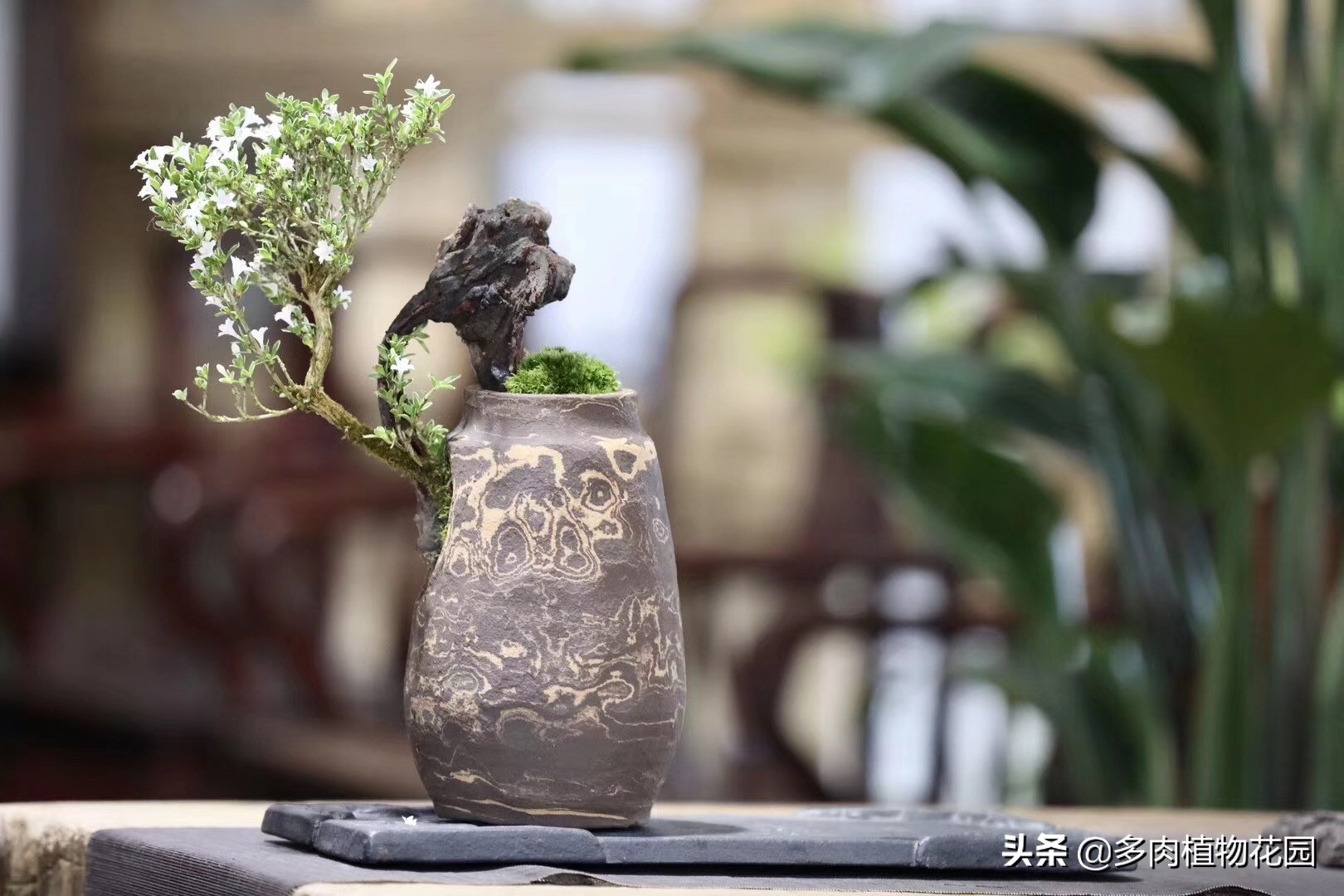 微型盆景初学入门技巧,最简单制作盆景的入门技巧