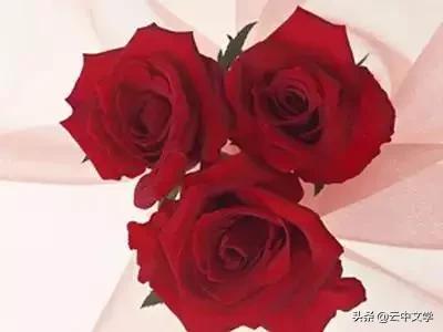 花语大全100种花图片,100种花的花语太全了