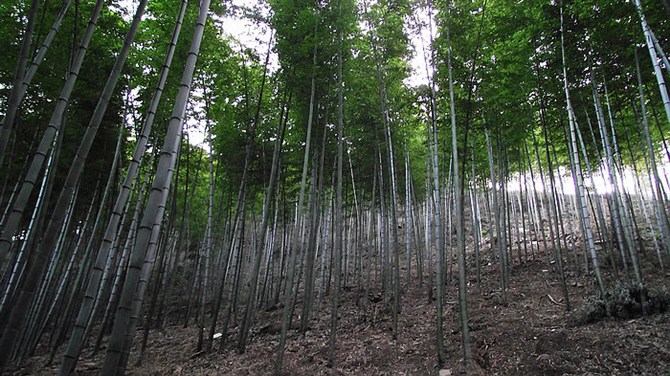 南京竹海宜兴竹海,宜兴华东第一竹海