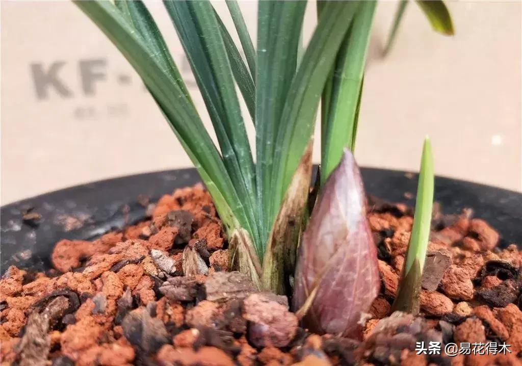 春兰荷瓣几大名品,春兰环球荷鼎和大富贵的区别