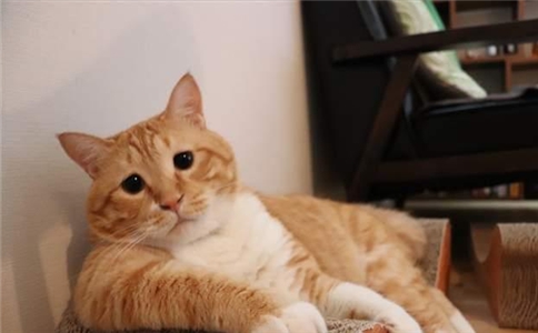 十大网红猫瓜皮,网红猫瓜皮现在如何