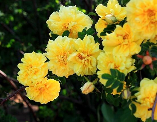 爬藤蔷薇花的扦插养殖方法,爬藤蔷薇花的盆栽养殖方法视频