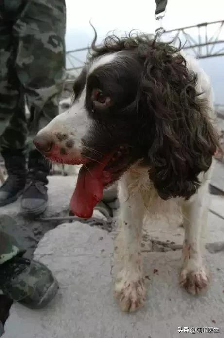 长得最像狼的狗,最帅狗