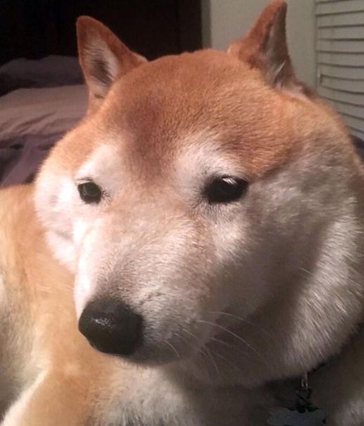 老是被蜜蜂蛰的狗狗怎么办,盘点狗狗被蜜蜂蛰的名场面