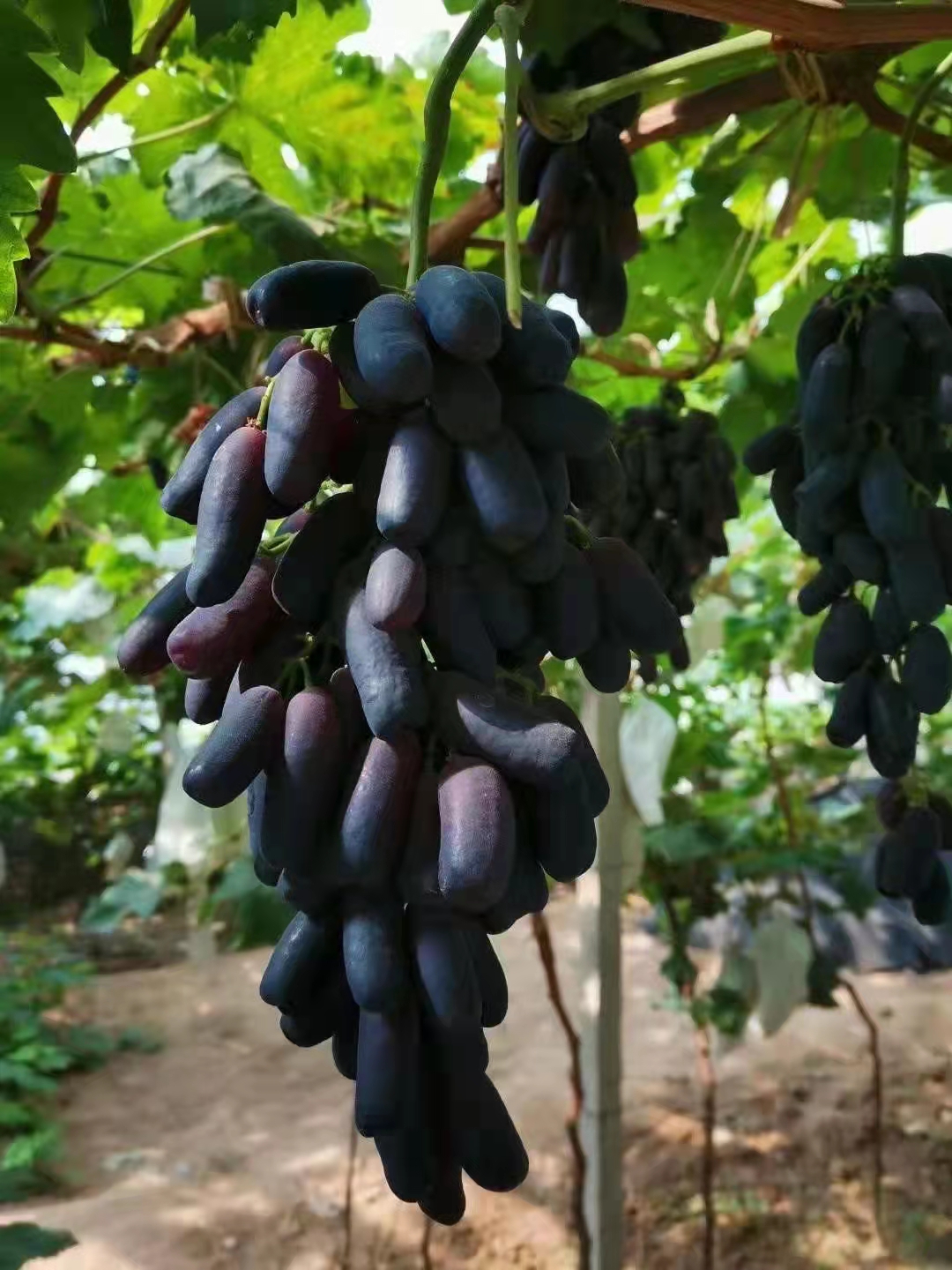 游玩张家口攻略,张家口怀来游玩排行榜