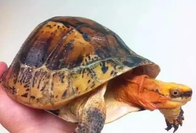 三线闭壳龟和潘氏闭壳龟区别,金头闭壳龟和三线闭壳龟同池