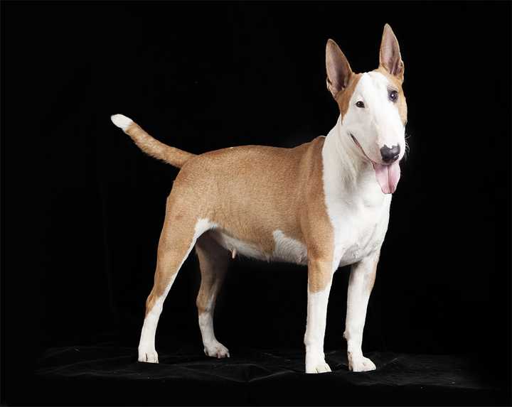 最齐全的狗狗品种介绍及图片,带你了解一下常见狗狗的品种