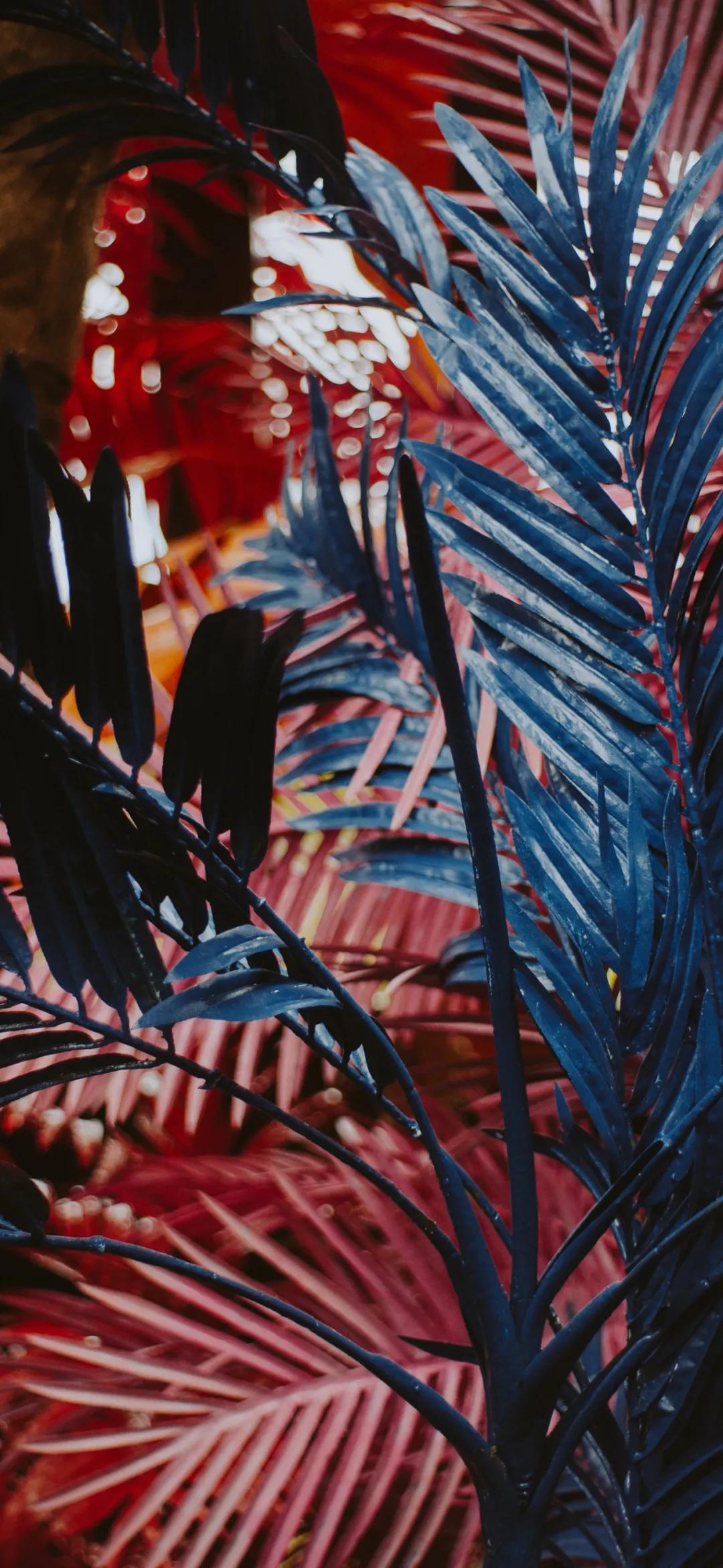 文艺素雅治愈植物手机壁纸,唯美治愈系手机壁纸植物