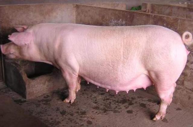 临产母猪38度不吃食怎么办,临产母猪乳房发红是怎么回事