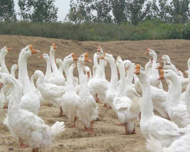 养殖鹅技术大全视频,养殖鹅技术全程指导