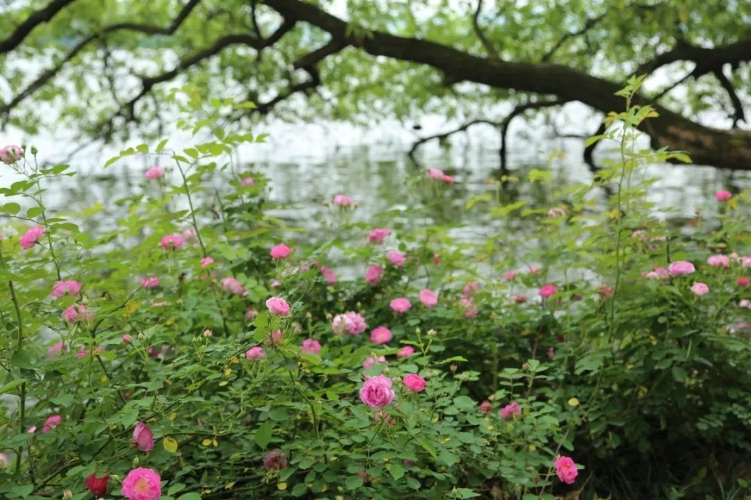 欣赏西湖的全景太美了,西湖美景实在美怎么也看不够