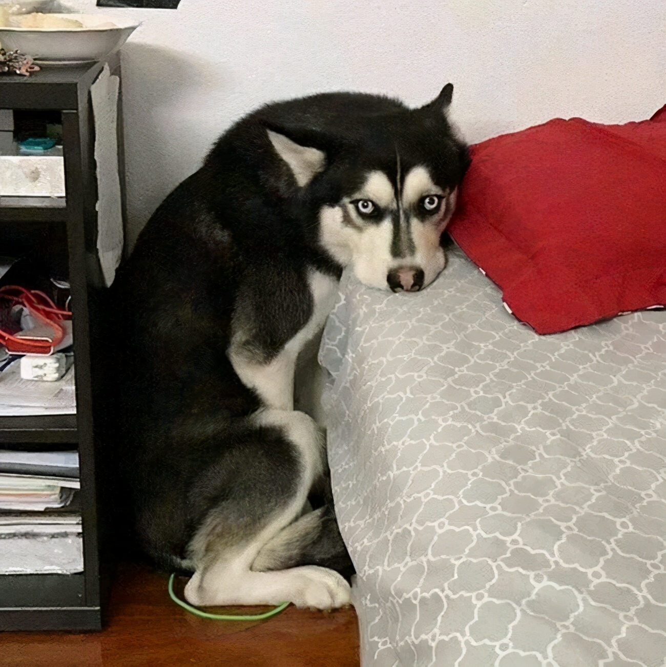 有这几种特征的狗尽量不要养,老祖宗的话狗不能喂得太饱