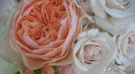 世界上最好看的最贵的十种花,世界上最高贵的前十种花