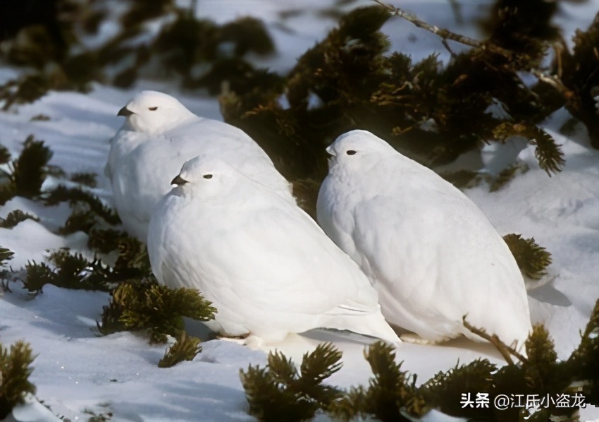 化石带有羽毛的恐龙到底是谁,随着化石而确定恐龙的样子