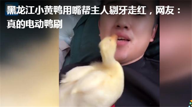 格格：小鸭宝宝冲上来猛亲，得个新绰号“电动鸭刷帮主人剔牙