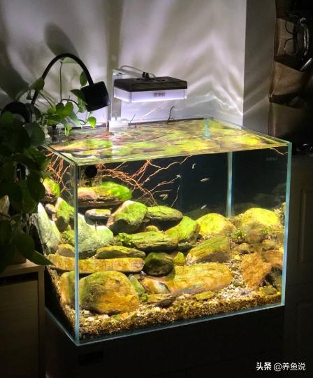 为什么鱼缸硝化细菌老不成功,鱼缸硝化细菌和硝化活菌有区别吗