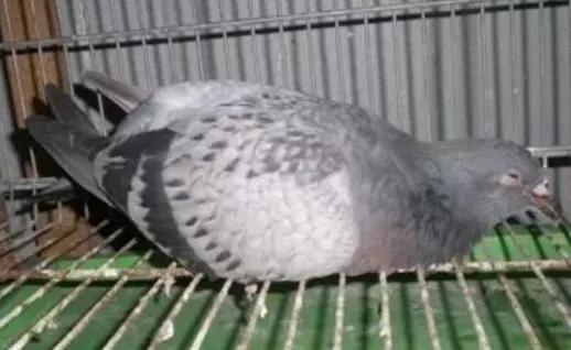 鸽子第一杀手—毛滴虫，在夏季如此猖獗，养鸽户们应该这样解决