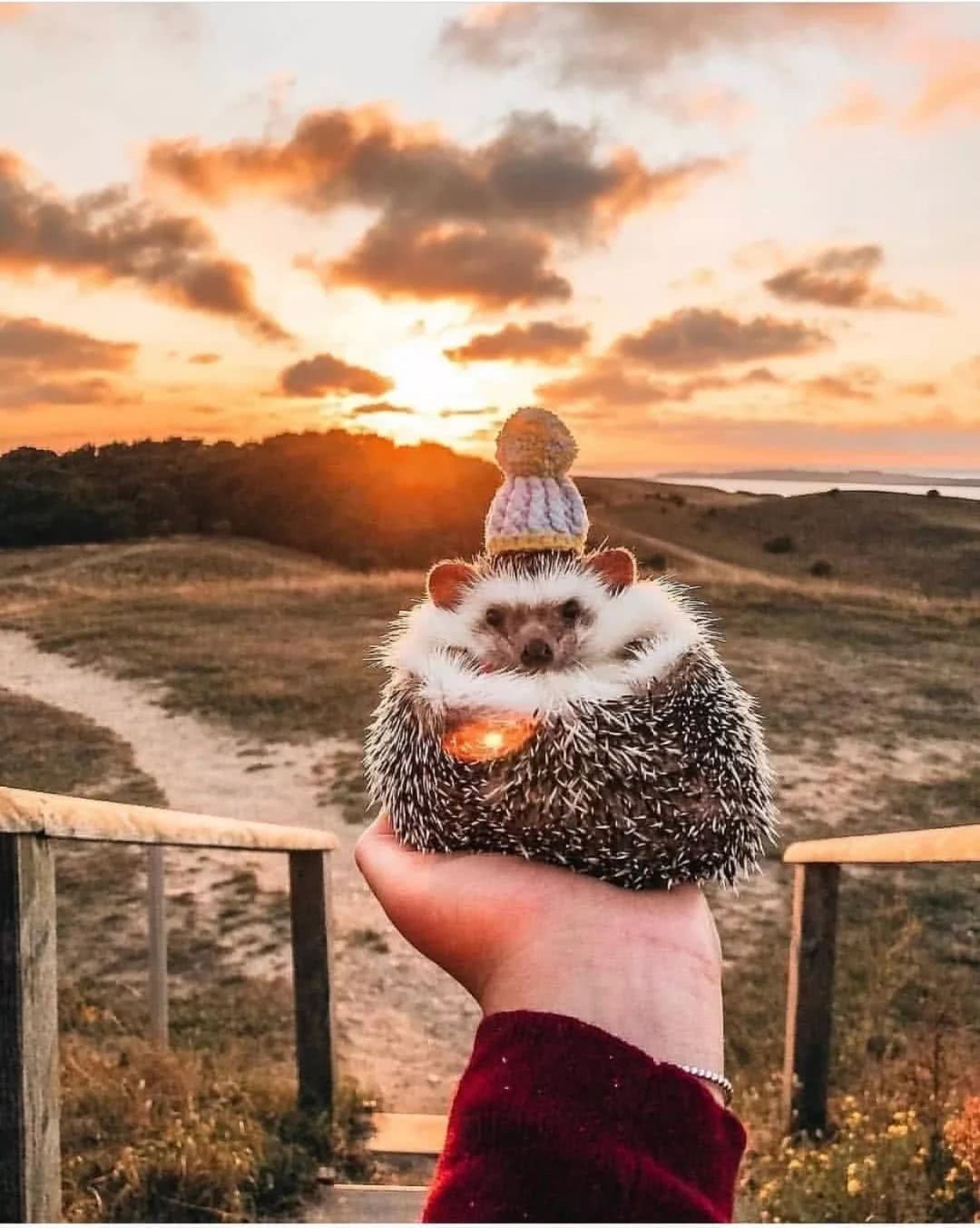 网红小刺猬——过成了你最想要的样子。