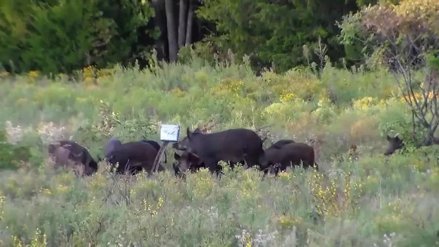 我国野猪泛滥，无虎豹下，野猪称雄，允许猎杀为何不许吃肉？