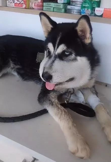 二哈碰到蜜蜂视频,被蜜蜂叮到二哈