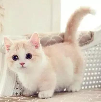 男子携带文物出境海关被拦下,男子入境澳洲被海关拦下