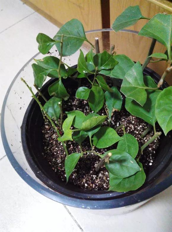 一根枝条插土里怎么生根,下山老桩扦插生根最快方法