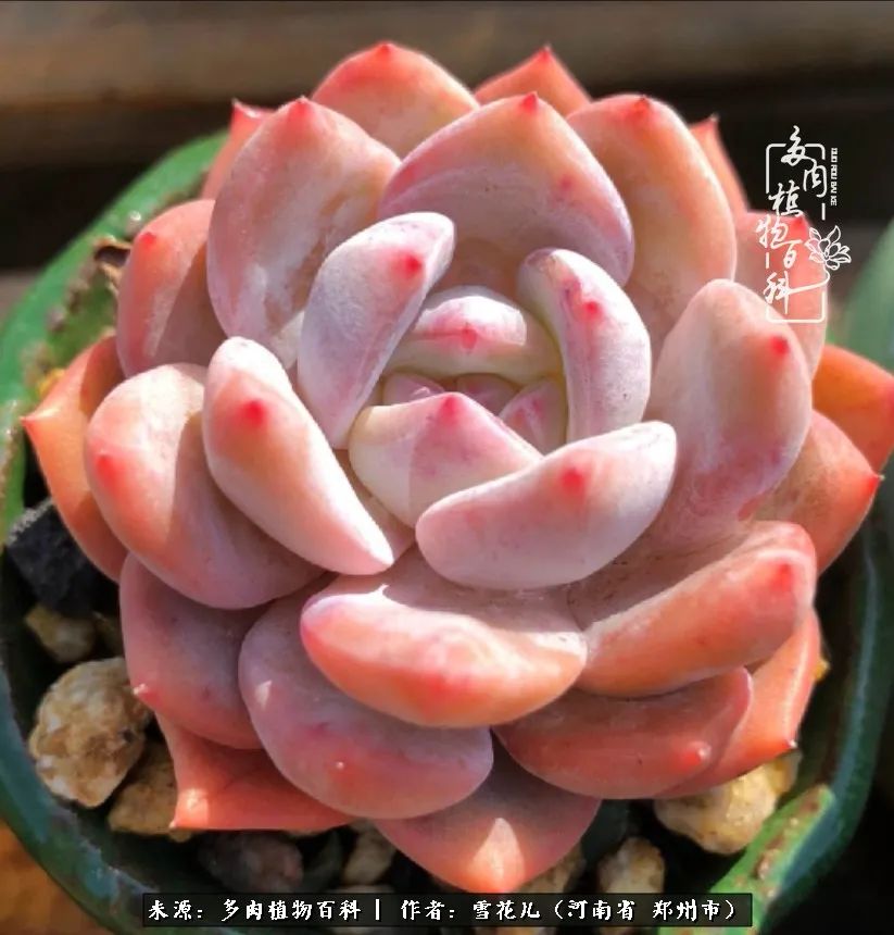 我的多肉乐园,多肉三寸阳台效果图