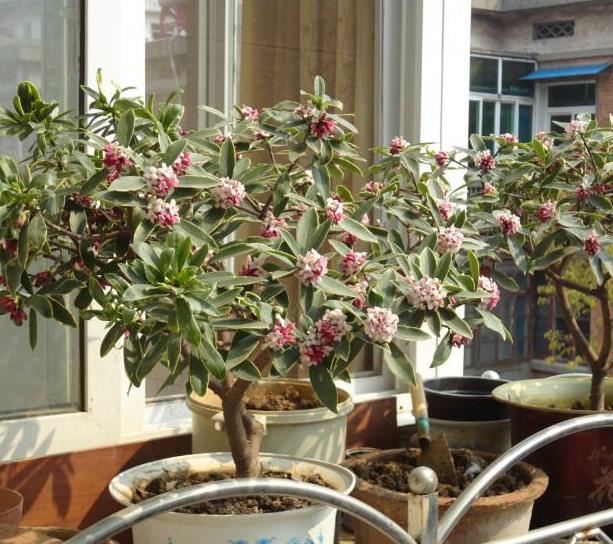 有什么风水树适合放在家里,旺家风水的花树