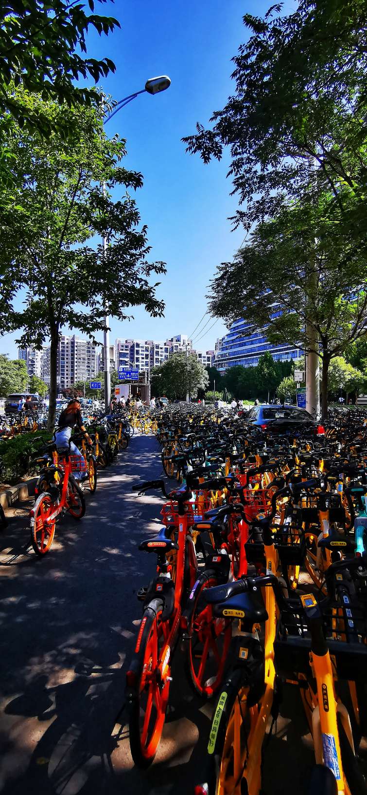 鍖椾含绉樺,鍖椾含绉樺涔嬫梾