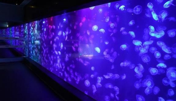 小梅沙海洋世界套票2021,小梅沙海洋世界门票