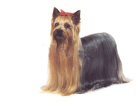 聪明的小宠物狗都有哪些品种,哪种宠物狗最聪明听话又好养