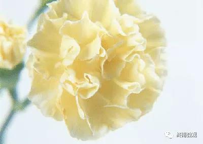 日本国花是什么花啊,全世界各国的国花是什么花