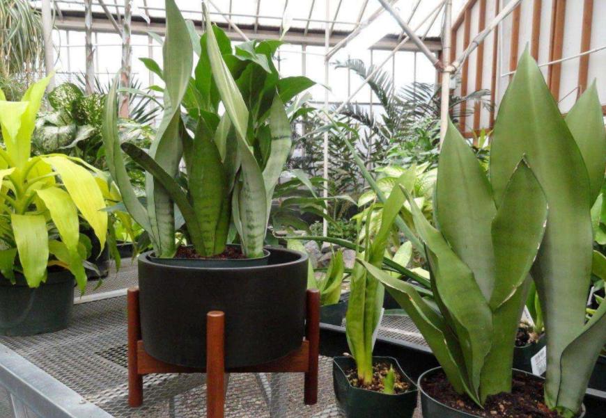 冬季耐寒庭院的八种植物,室内适合养的18种植物及图片