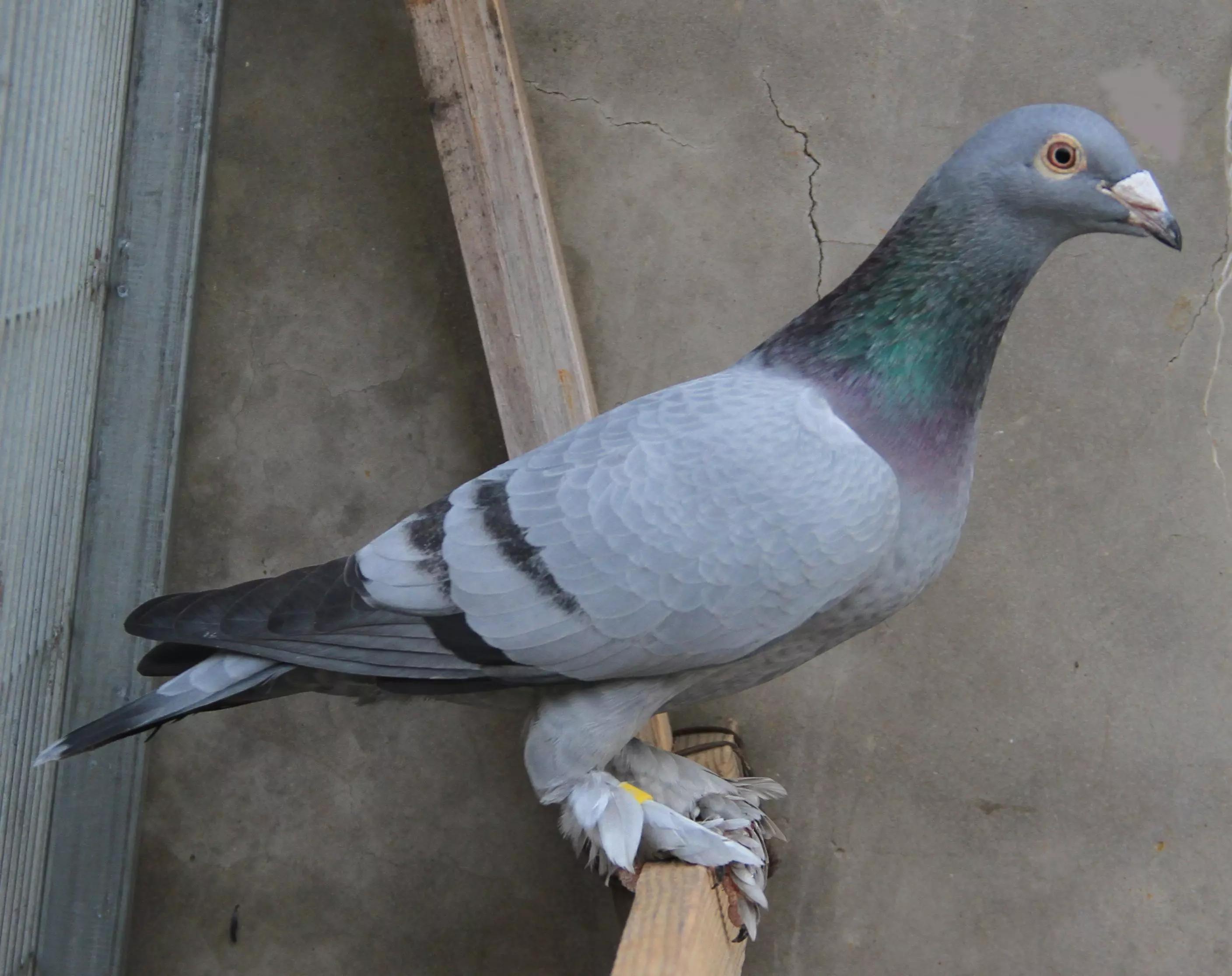 养鸽能赚钱吗怎么养,养鸽能赚钱吗