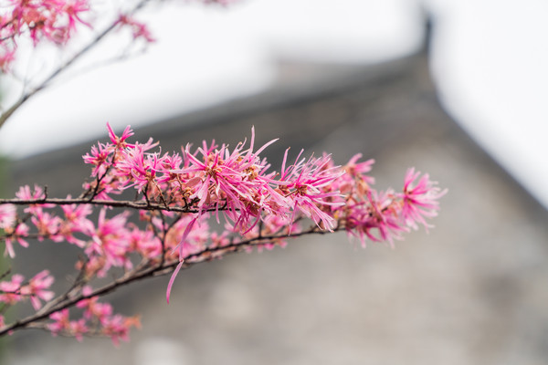 踏春赏花拍美景,踏春赏花逛湖