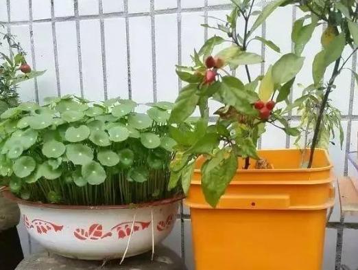 养花不用买花盆既省钱又好看,养花新手怎么养花盆好看