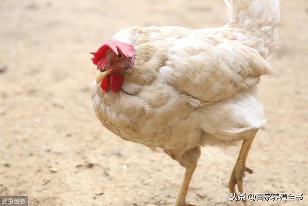 鸡病防治偏方,养鸡户常见的鸡病